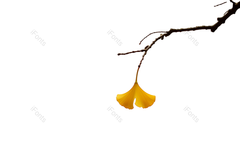 叶子图片,秋天元素,户外PNG,自然免抠素材